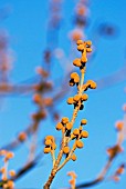 FLOWER BUDS ON PAULOWNIA TREE IN LATE WINTER