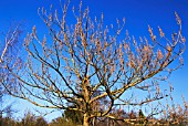 PAULOWNIA TREE WITH FLOWER BUDS IN LATE WINTER