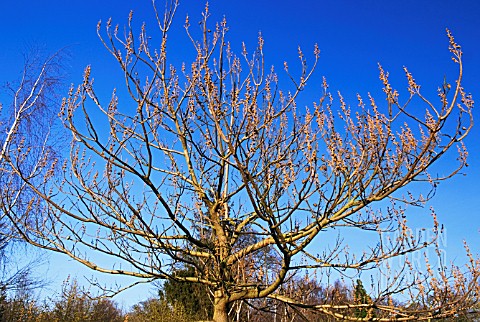 PAULOWNIA_TREE_WITH_FLOWER_BUDS_IN_LATE_WINTER