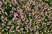 ERICA CARNEA R B COOKE