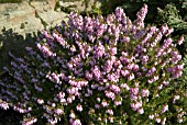 ERICA CARNEA R B COOKE