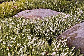 ERICA CARNEA SPRINGWOOD WHITE