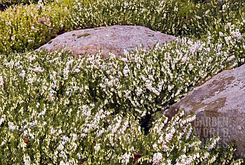 ERICA_CARNEA_SPRINGWOOD_WHITE