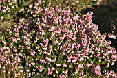 ERICA CARNEA ORIENT