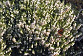 ERICA CARNEA SCHNEEKUPPE