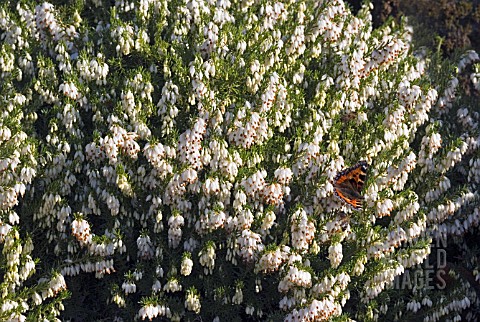 ERICA_CARNEA_SCHNEEKUPPE