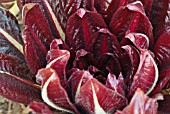 CICHORIUM INTYBUS