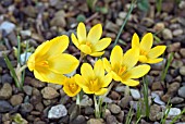 CROCUS CHRYSANTHUS E A BOWLES