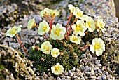 SAXIFRAGA BOYDII HINDHEAD SEEDLING