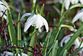 GALANTHUS NIVALIS FLORE PLENO