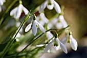 GALANTHUS PLICATUS