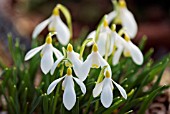 GALANTHUS NIVALIS SANDERSII