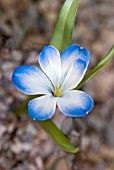 TECOPHILAEA CYANOCROCUS LEICHTLINII