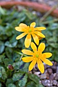 RANUNCULUS FICARIA AURANTIACUS