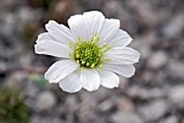 CALLIANTHEMUM KERINERIANUM