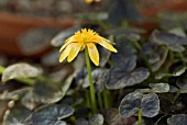 RANUNCULUS FICARIA COPPERNOB