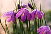 OLSYNIUM DOUGLASII