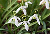 GALANTHUS PLICATUS