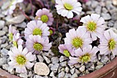 CALLIANTHEMUM KERINERIANUM