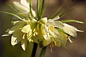 FRITILLARIA RADDEANA