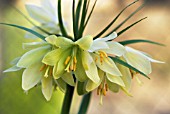 FRITILLARIA RADDEANA