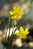 NARCISSUS HENRI QUESTII