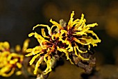 HAMAMELIS X INTERMEDIA ORANGE BEAUTY