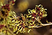 HAMAMELIS X INTERMEDIA PRIMAVERA