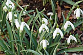 GALANTHUS NIVALIS VIRIDAPICIS