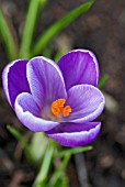 CROCUS VERNUS REMEMBRANCE