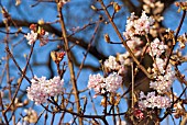 VIBURNUM X  BODNANTENSE CHARLES LAMONT