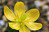 ERANTHIS HYEMALIS