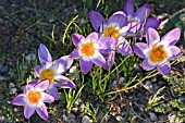 CROCUS SIEBERI SUBSP. SUBLIMIS TRICOLOR