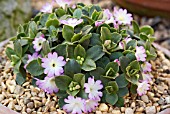 PRIMULA ALLIONI APPLE BLOSSOM