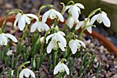 GALANTHUS NIVALIS  FLORE PLENO