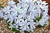 SCILLA MISCHTSCHENKOANA