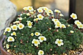 SAXIFRAGA BOYDII NOTTINGHAM GOLD