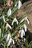 GALANTHUS PLICATUS