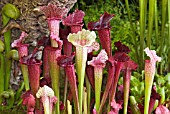 SARRACENIA X JUTHATIP SOPER