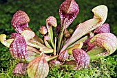 SARRACENIA PSITTACINA