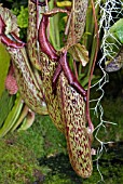 NEPENTHES X MIXTA