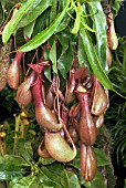 NEPENTHES VENTRARA