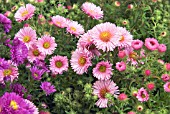 ASTER NOVAE-ANGLIAE ROSA SEIGER