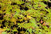 ACER  PALMATUM DISSECTUM FILIGREE