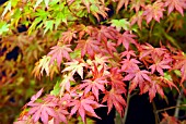 ACER PALMATUM ORANGE DREAM