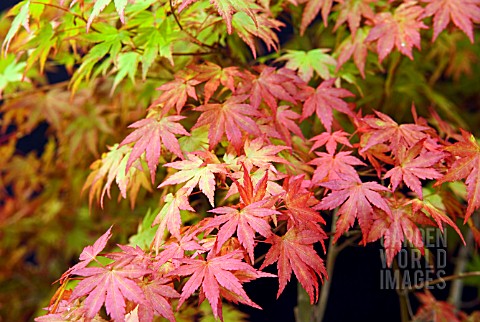 ACER_PALMATUM_ORANGE_DREAM