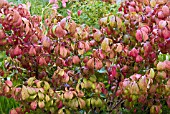 EUONYMUS ALATUS COMPACTUS