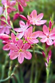 SCHIZOSTYLUS COCCINEA SUNRISE