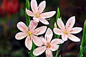 SCHIZOSTYLUS COCCINEA MOLLIE GOULD