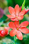 SCHIZOSTYLUS COCCINEA MAJOR